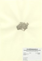 藏品(細粉枝藻)的圖片